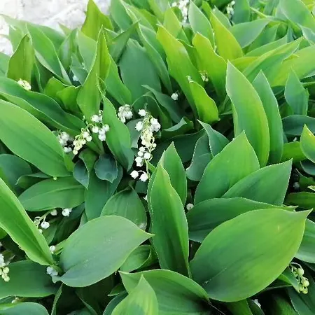 Le Marronnier Rum i privatbostad