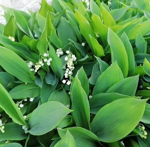 Le Marronnier Homestay