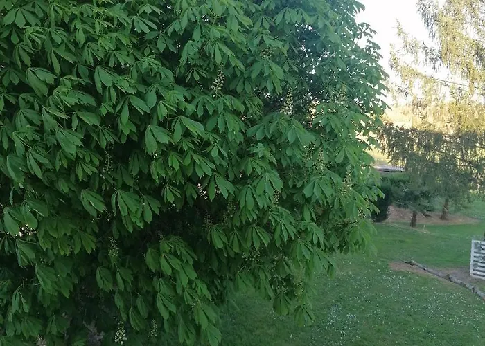 Homestay Le Marronnier *